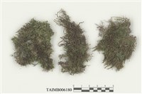 藏品(耳葉蘚屬)的圖片